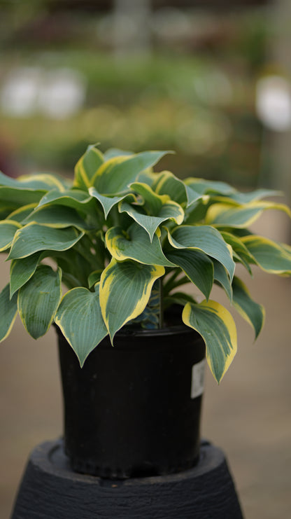 Hosta | First Frost Hosta