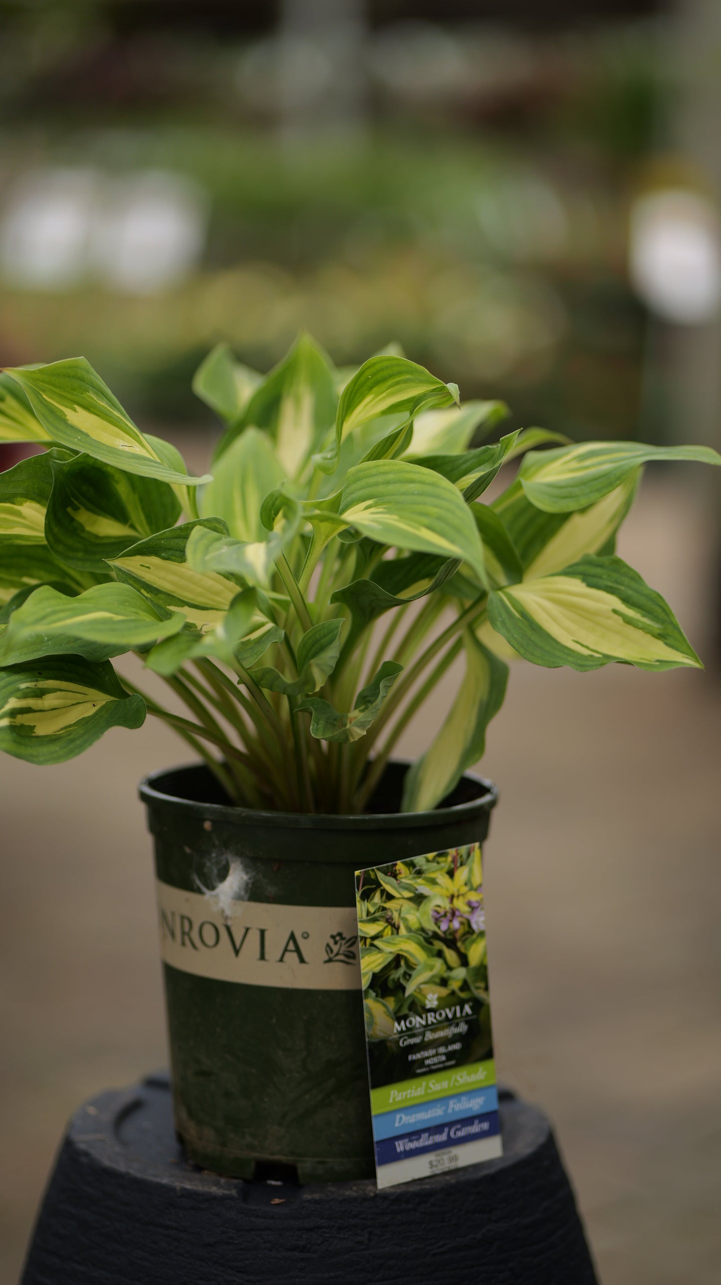 Hosta | Fantasy Island Hosta - 1 Gallon