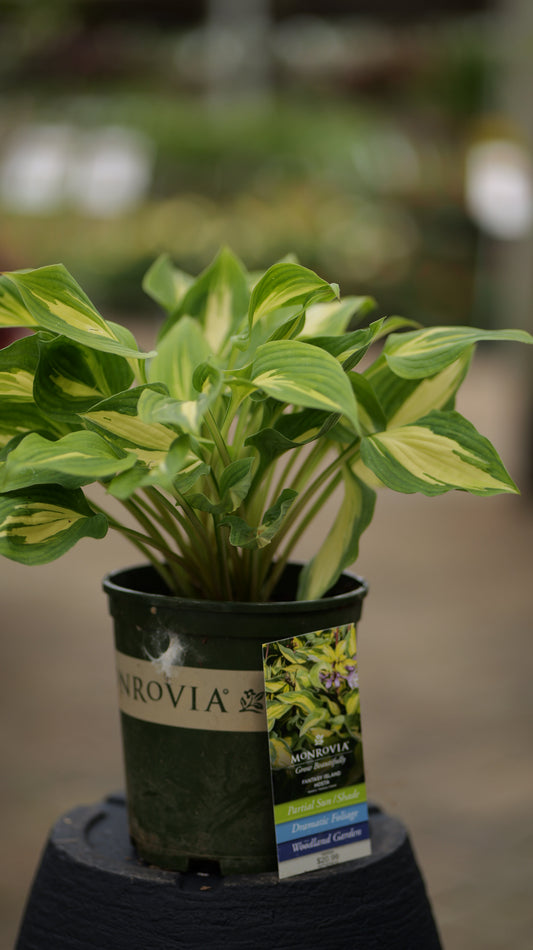 Hosta | Fantasy Island Hosta - 1 Gallon