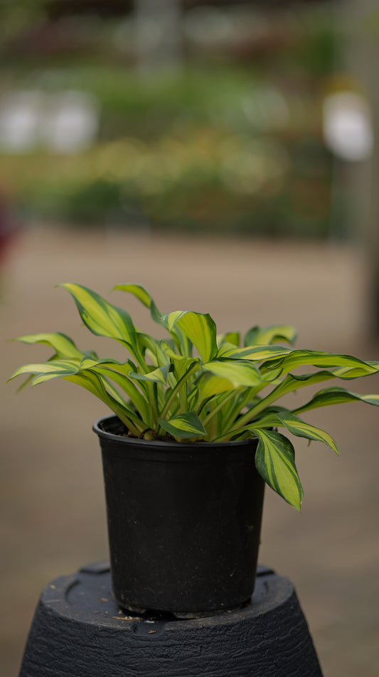 Hosta | Rainbow's End Hosta - 1 Gallon
