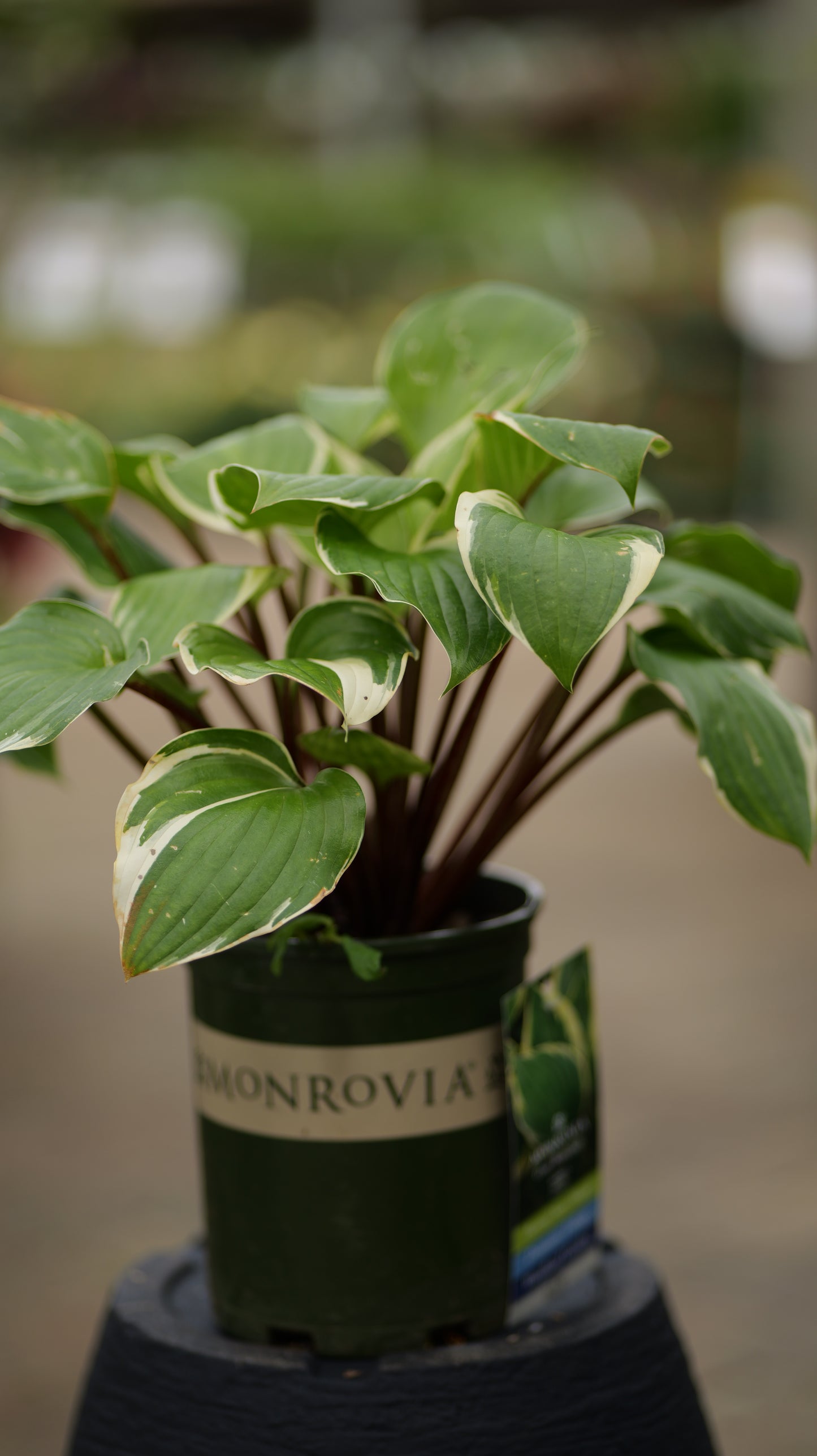 Hosta | Sorbet Hosta