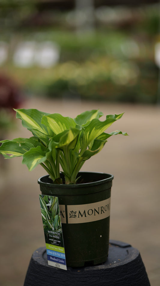 Hosta | Lakeside Paisley Print Hosta - 1 Gallon