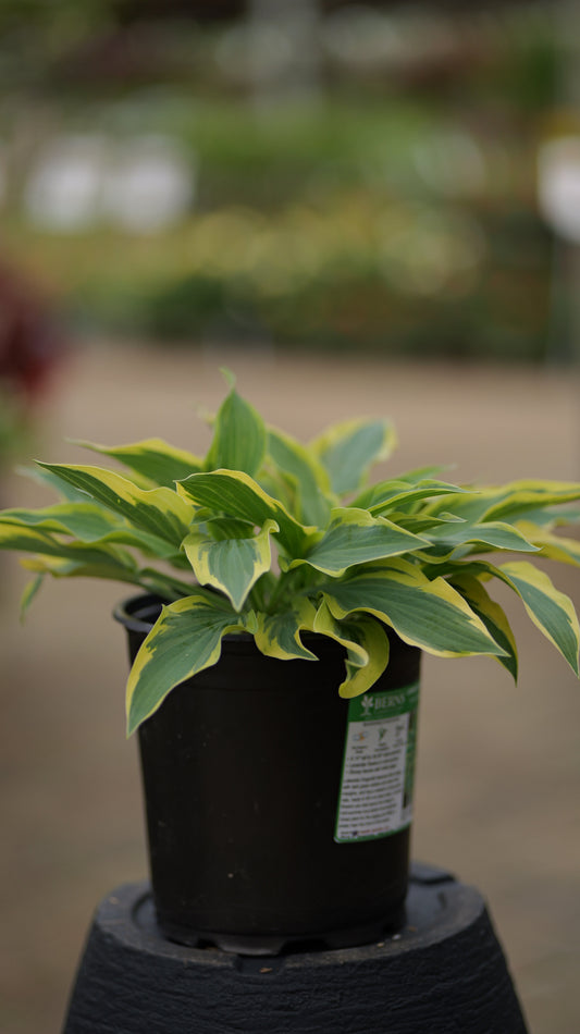 Hosta | Lakeside Dragonfly Hosta - 1 Gallon