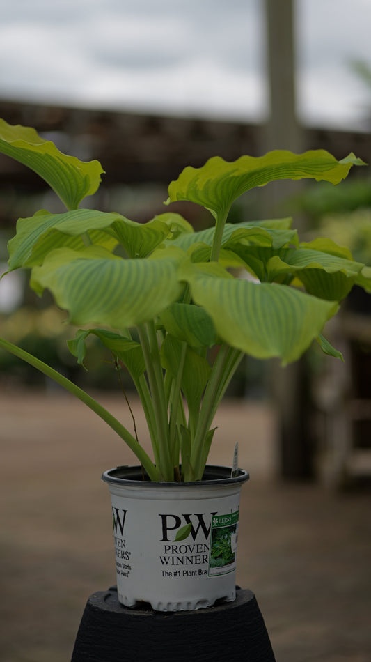 Hosta | Seducer Hosta - 1 Gallon