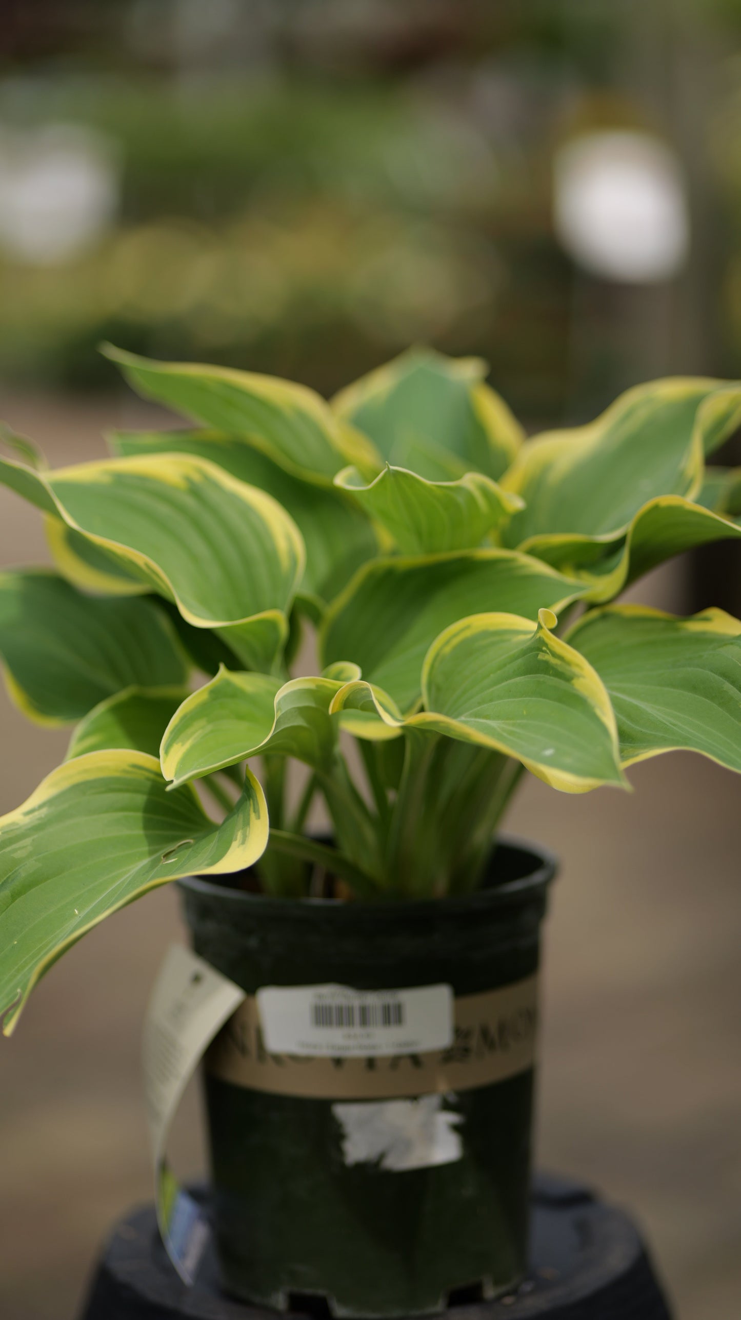 Hosta | Sagae Hosta - 5-Gallon