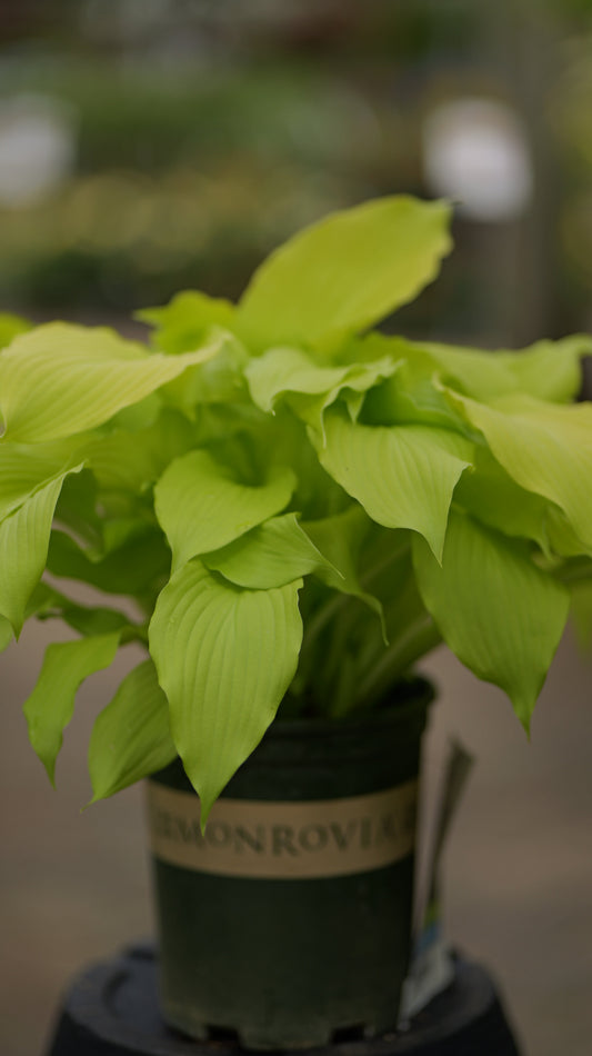 Hosta | Dancing Queen Hosta - 1 Gallon