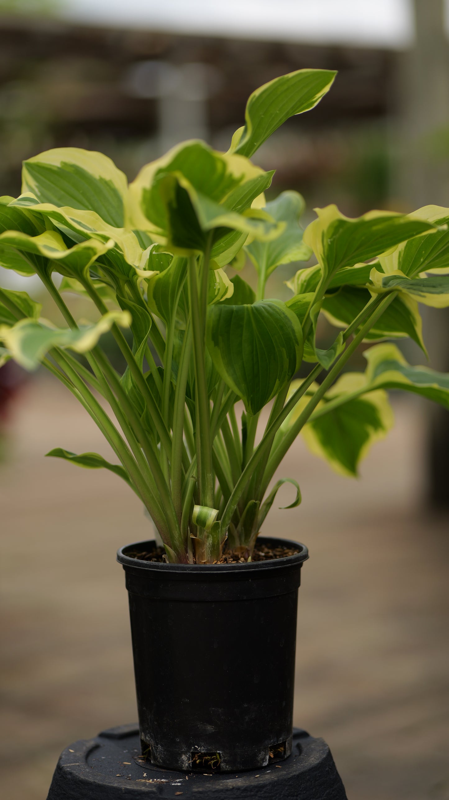 Hosta | So Sweet Hosta