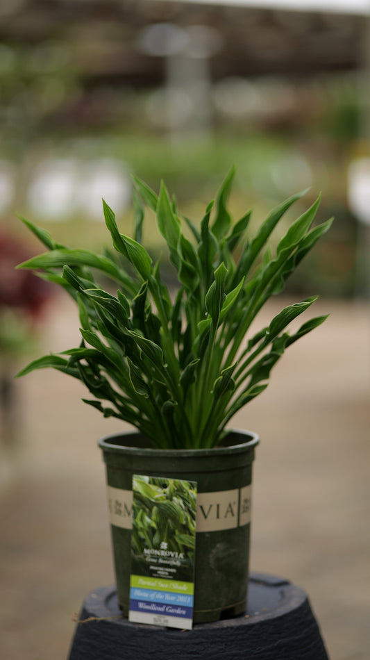 Hosta | Praying Hands Hosta - 1 Quart