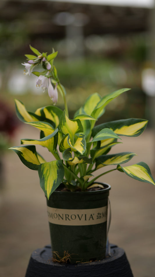 Hosta | Orange Marmalade Hosta - 1 Gallon