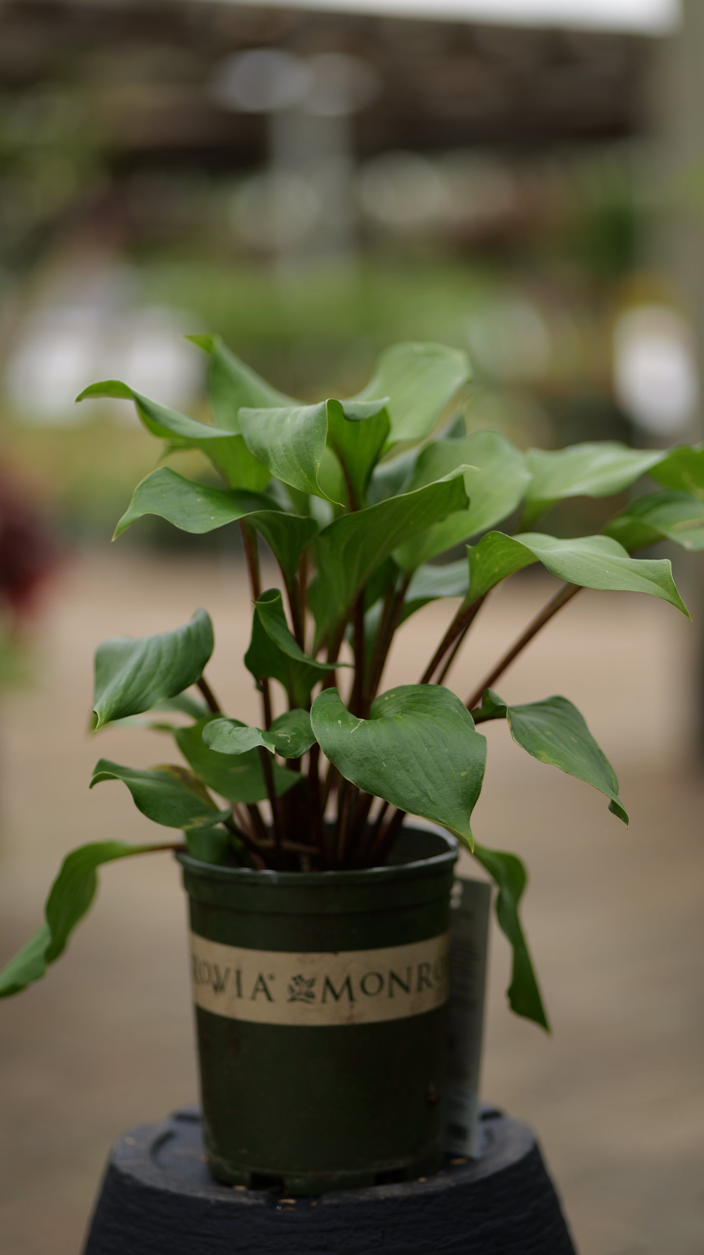 Hosta | Gooseberry Sundae