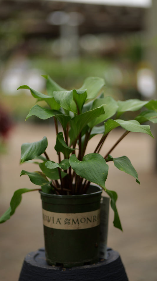 Hosta | Gooseberry Sundae - 1 Gallon