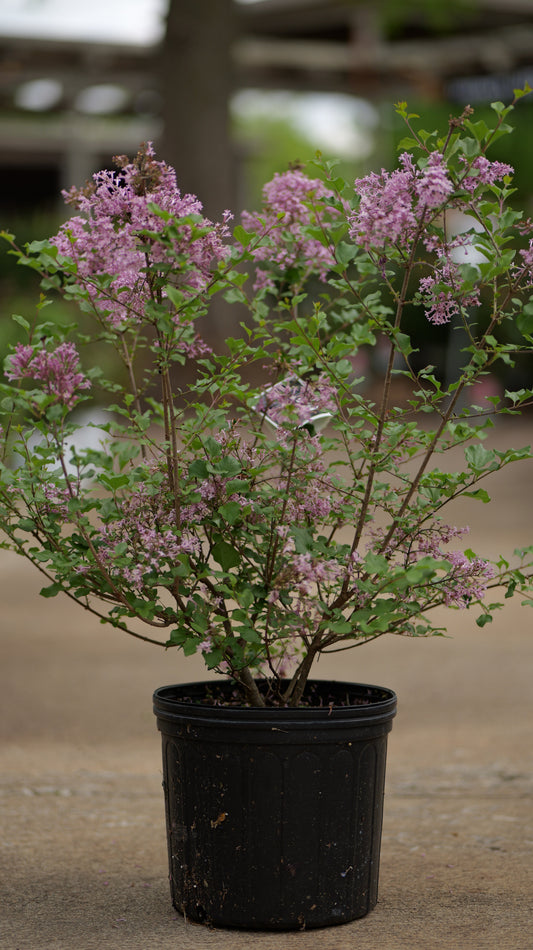 Syringa | Dwarf Korean Lilac - 3 Gallon