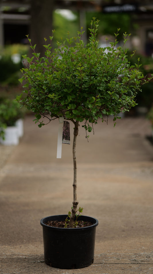 Syringa | Dwarf Korean Lilac | Tree Form - 6 Gallon