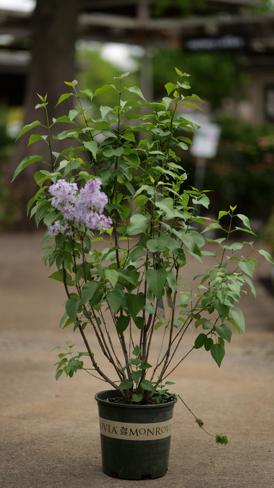 Syringa | Purple Common Lilac - 3 Gallon