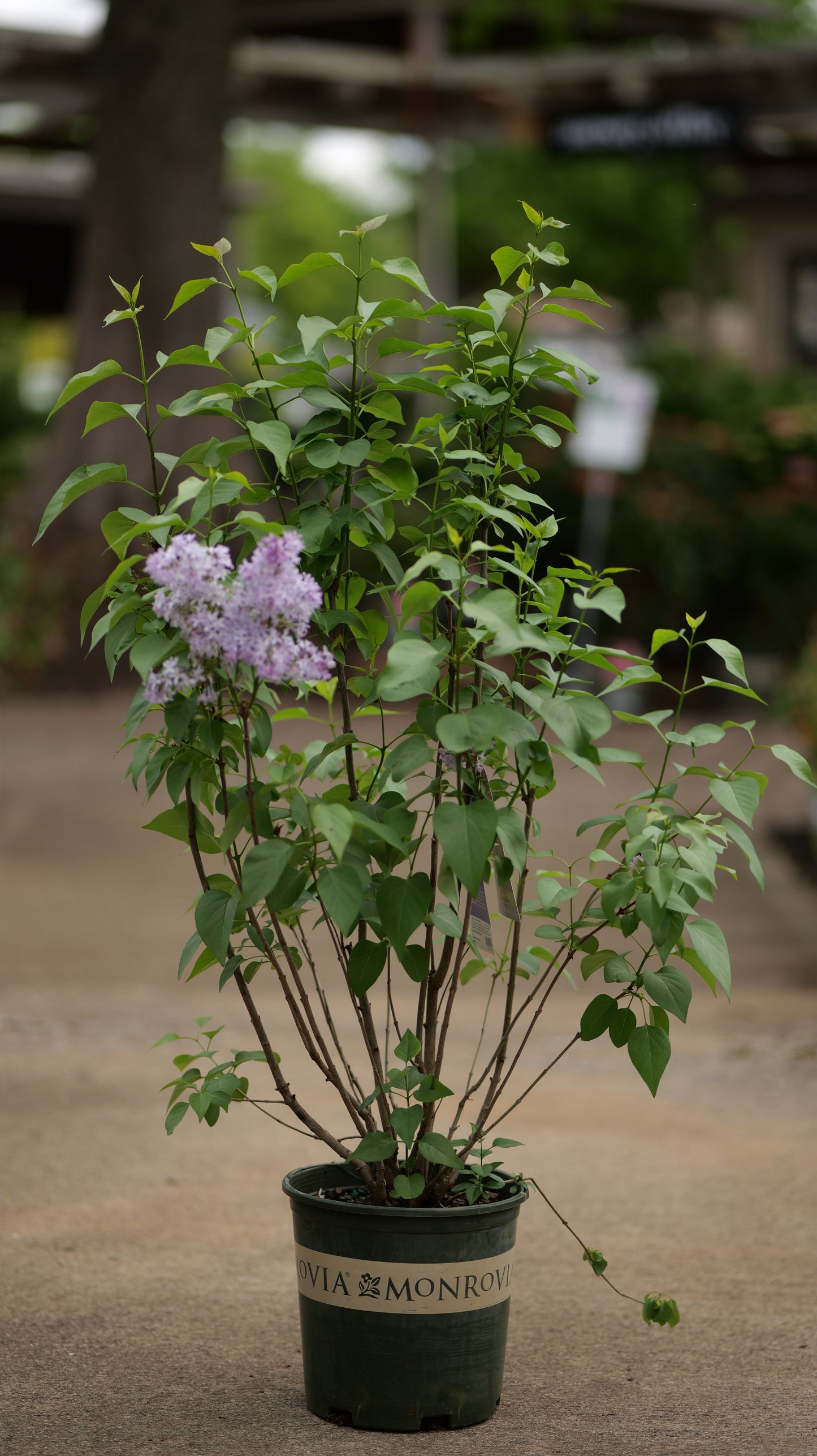 Syringa | Purple Common Lilac - 2 Gallon
