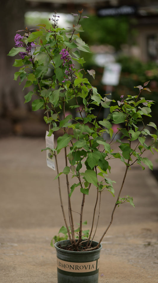Syringa | Old Glory Lilac - 5 Gallon