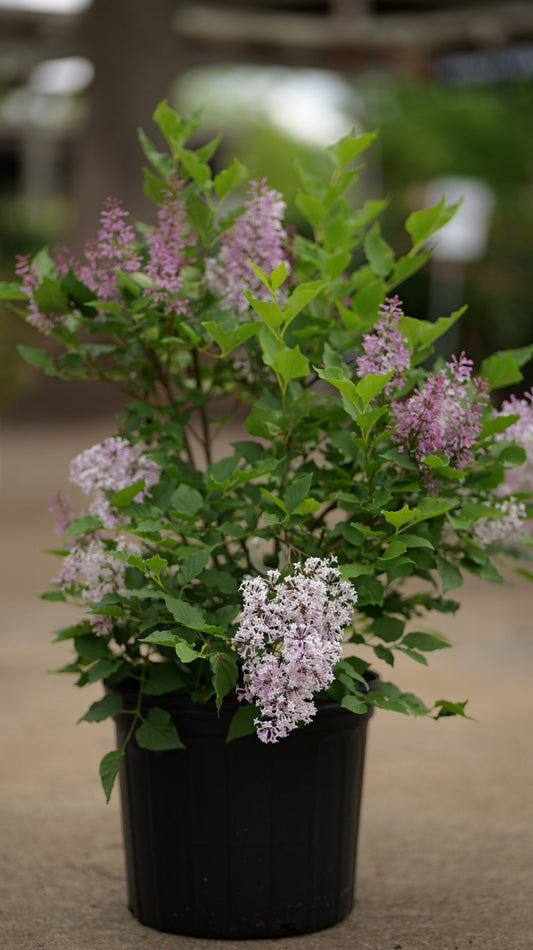 Syringa | Miss Kim Lilac - 3 Gallon