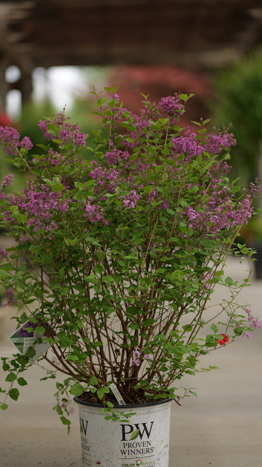 Syringa | Bloomerang Lilac | Purple - 1 Gallon