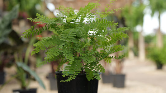 Adiantum | American Maidenhair Fern - 1 Gallon