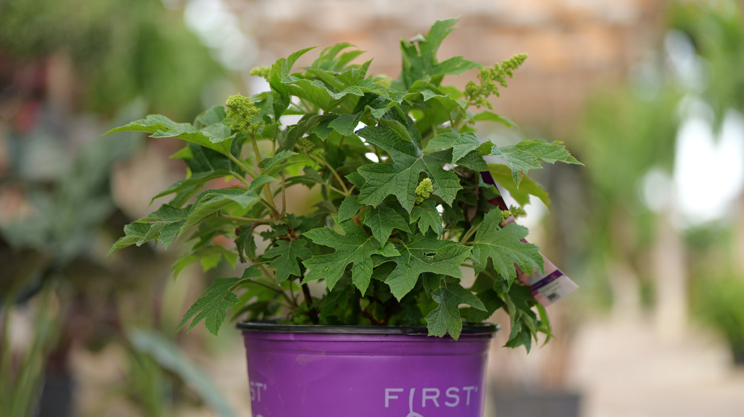 Hydrangea | Jetstream Oakleaf Hydrangea