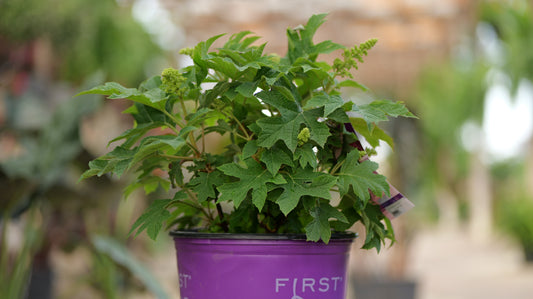 Hydrangea | Jetstream Oakleaf Hydrangea - 3 Gallon