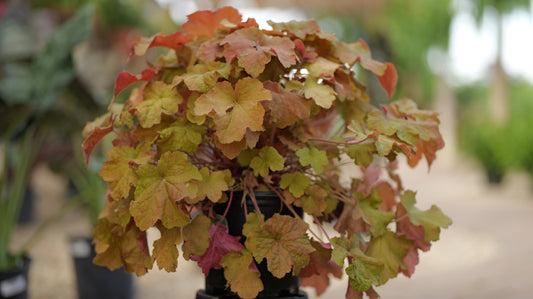Heuchera | Caramel Coral Bells - 1 Gallon