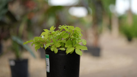 Aralia | Sun King Aralia - 1 Gallon