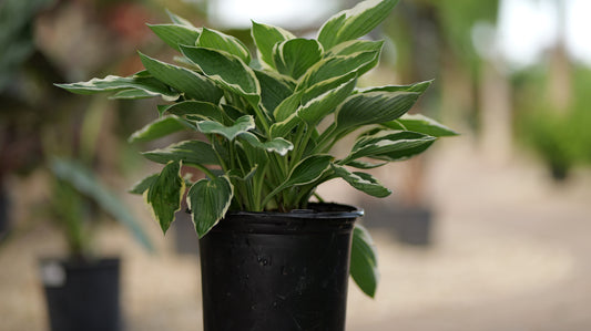 Hosta | Francee Hosta - 1 Gallon