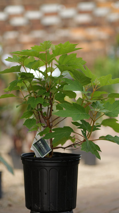 Hydrangea | Snow Queen Oakleaf Hydrangea
