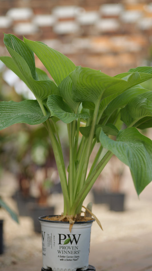 Hosta | Empress Wu Hosta