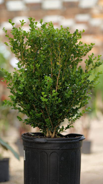 Buxus | Winter Gem Boxwood
