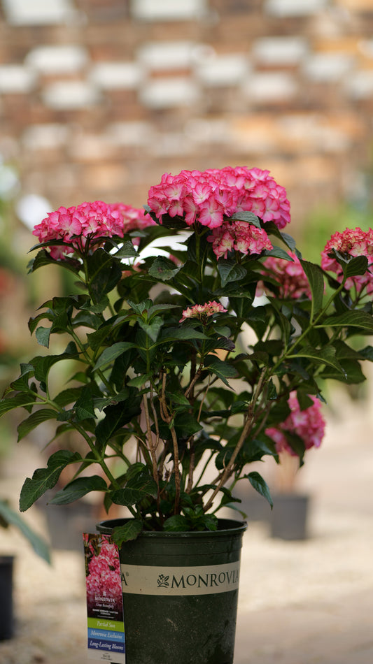 Hydrangea | Hamptons Bigleaf Hydrangea - 2 Gallon