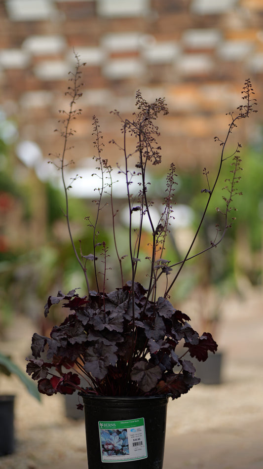 Heuchera | Obsidian Coral Bells - 1 Gallon