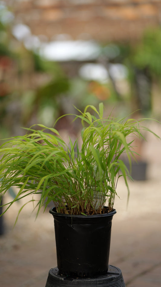Hakonechloa | All Gold Japanese Forest Grass - 1 Gallon