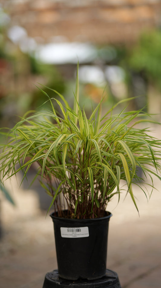 Hakonechloa | Golden Japanese Forest Grass - 1 Gallon