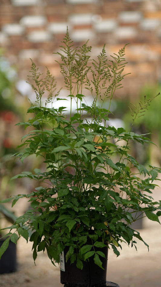 Astilbe | Peach Blossom Japanese Astilbe - 1 Gallon