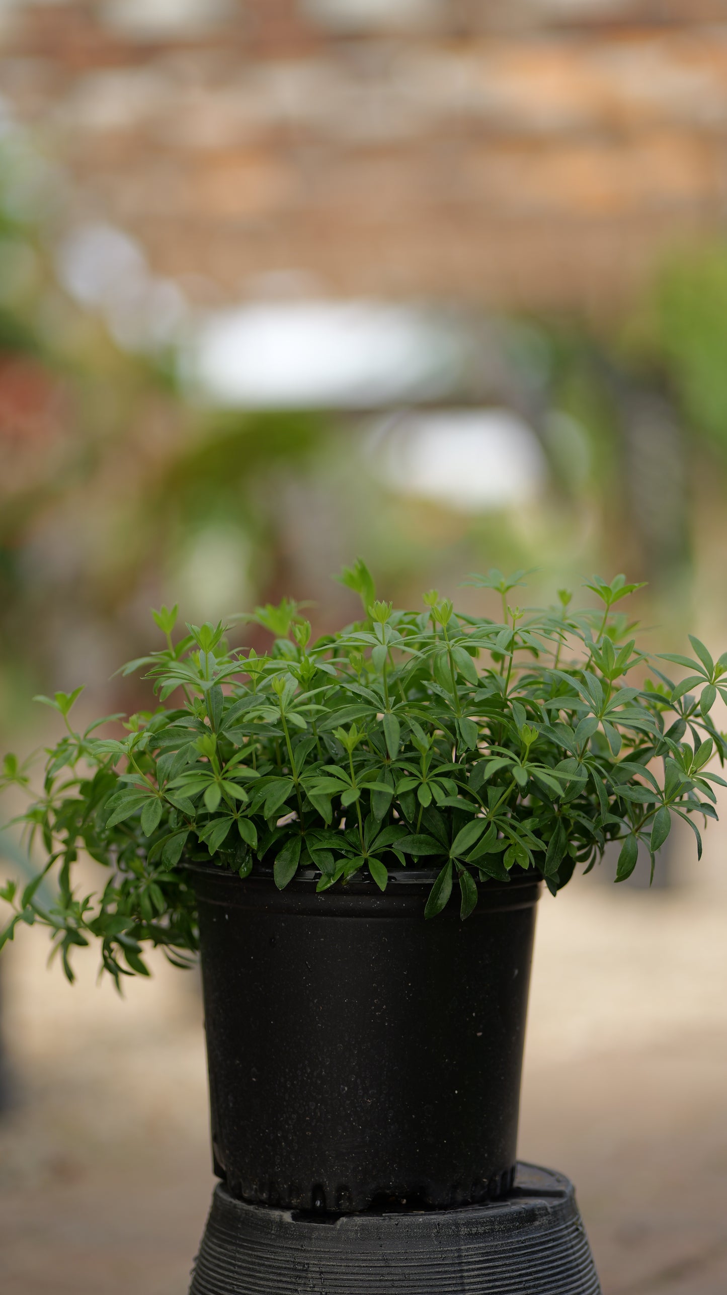 Galium | Sweet Woodruff