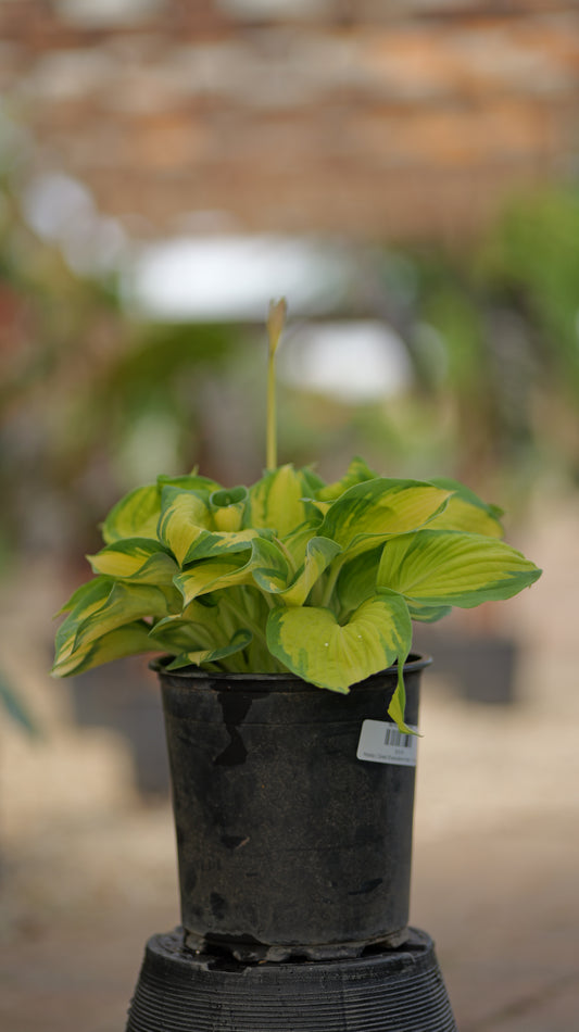 Hosta | Great Expectations Hosta