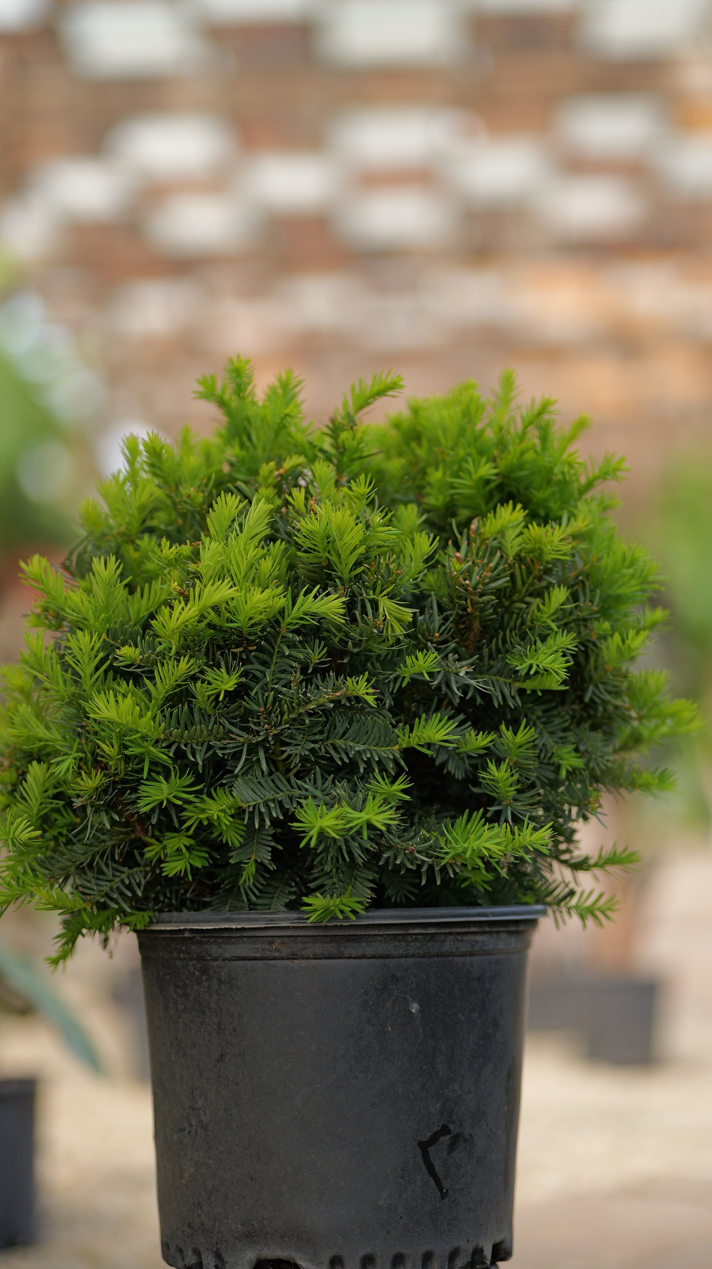 Taxus | Dense Spreading Yew - 7 Gallon