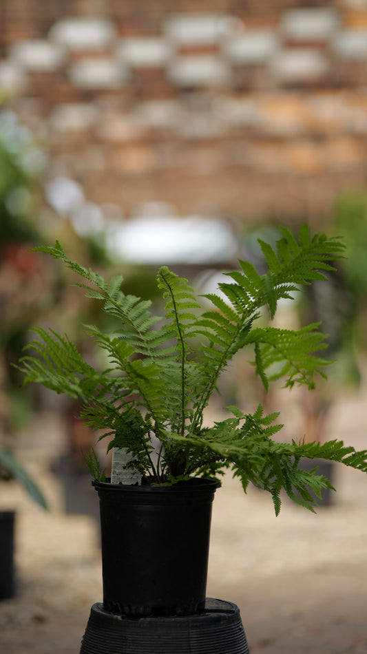 Matteuccia | Ostrich Fern