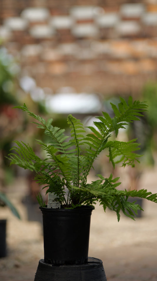 Matteuccia | Ostrich Fern - 1 Gallon