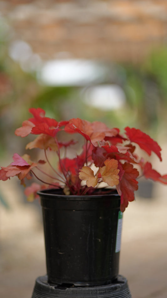 Heuchera | Paprika Coral Bells - 1 Gallon