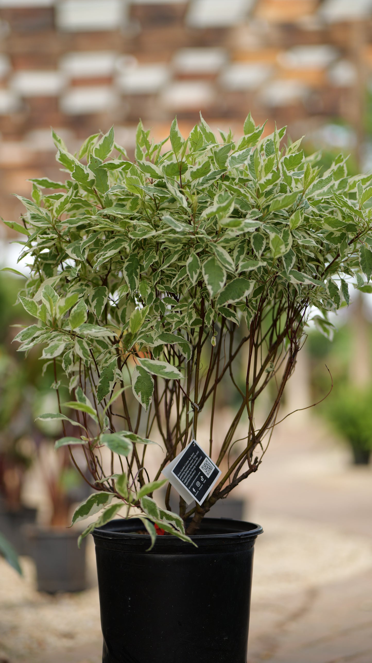Cornus | Ivory Halo Dogwood - 3 Gallon