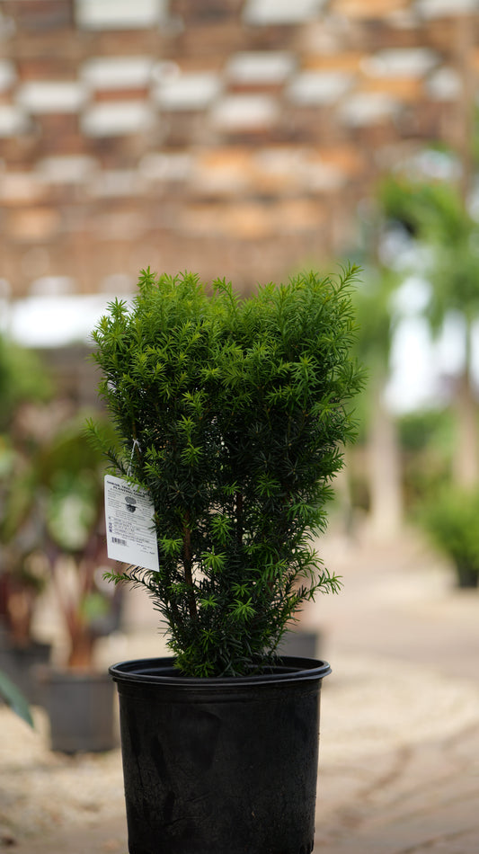 Taxus | Hicks Yew - 5 Gallon