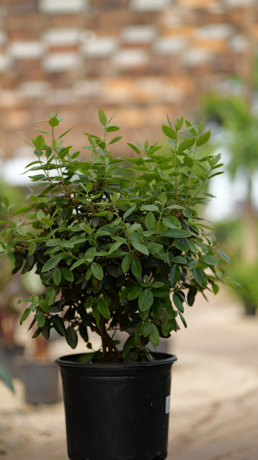 Rhododendron | P.J.M. Elite Rhododendron - 3 Gallon