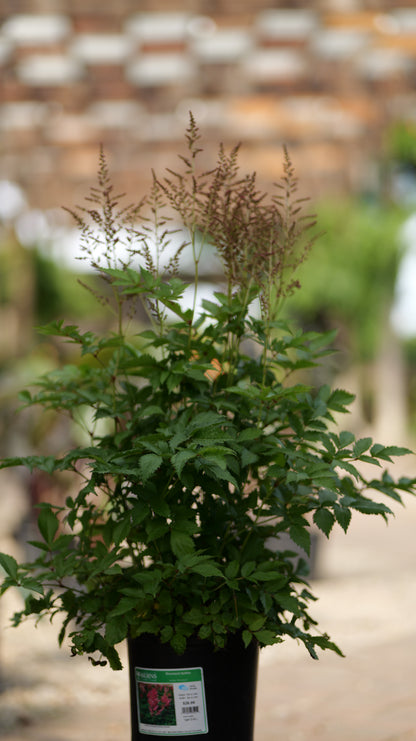 Astilbe | Rheinland Hybrid Astilbe