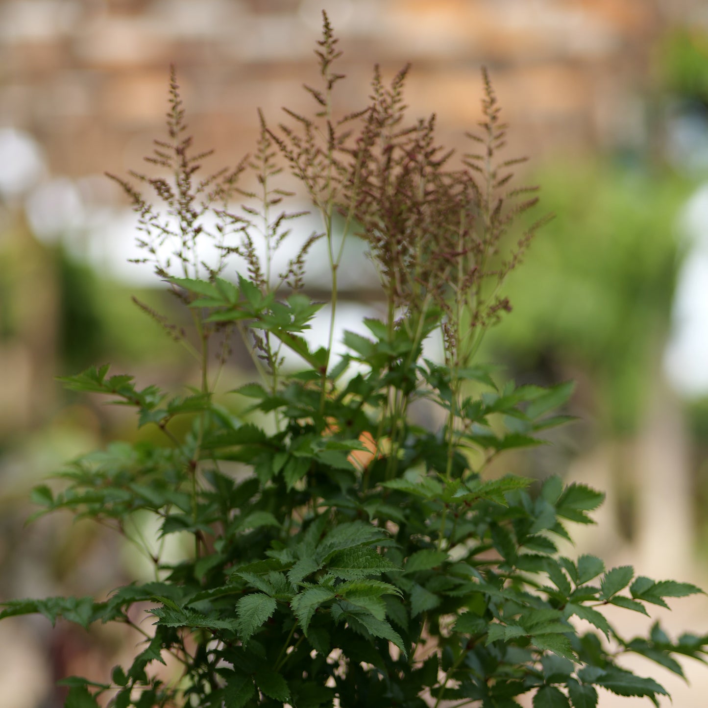Astilbe | Rheinland Hybrid Astilbe - 1 Gallon