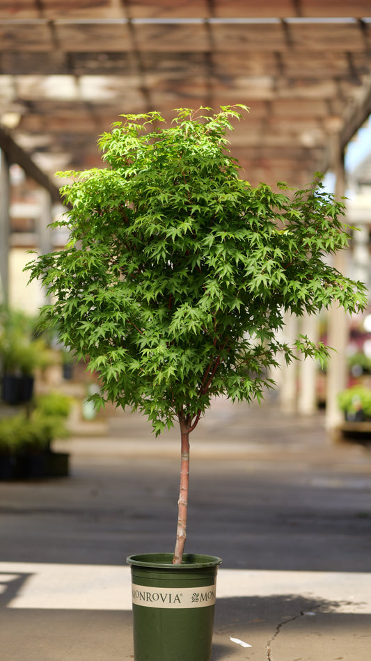 Acer | Sango-Kaku Japanese Maple | Single-Stem - 5 Gallon