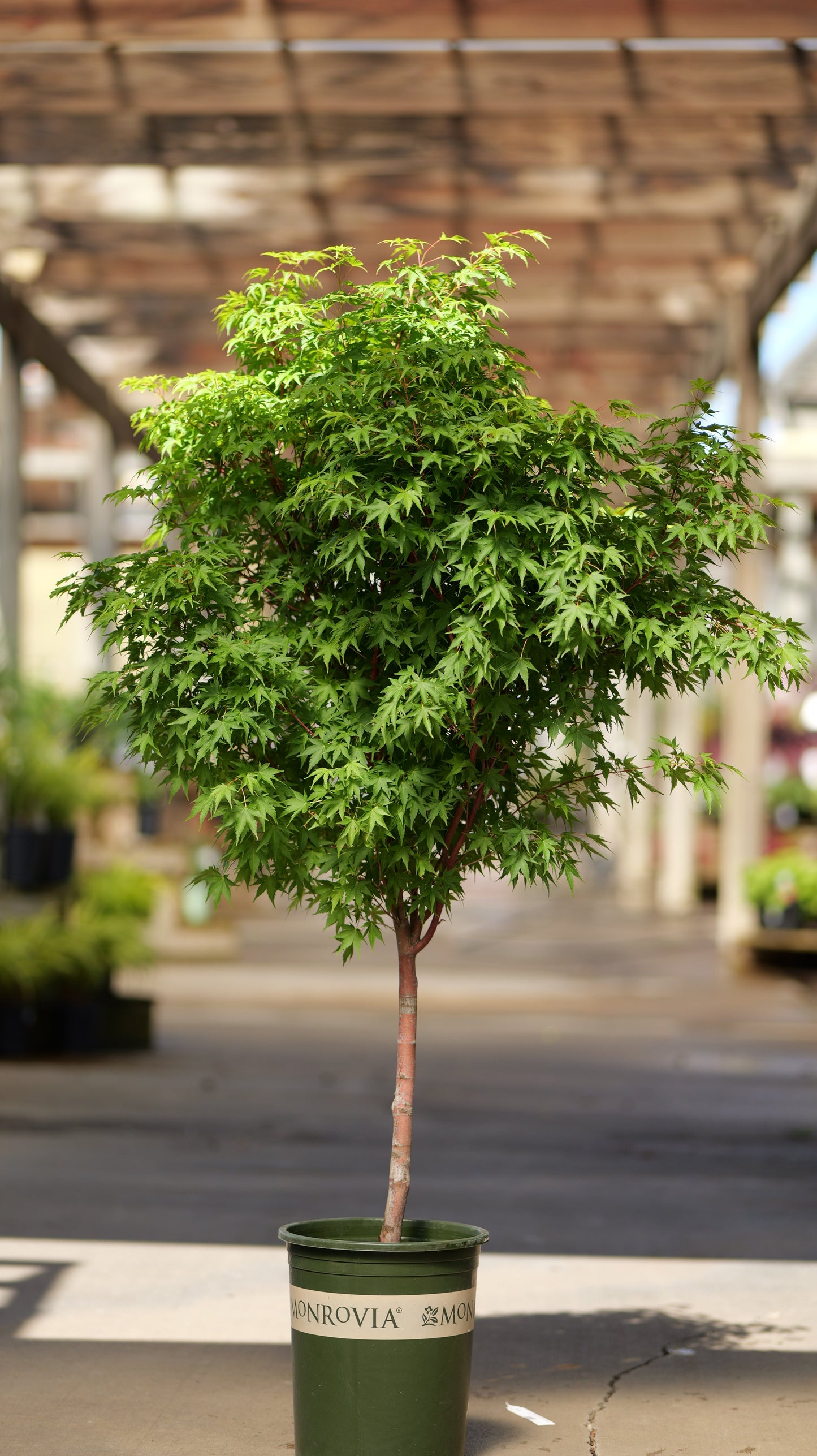 Acer | Sango-Kaku Japanese Maple | Single-Stem - 1 Gallon