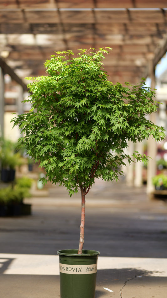 Acer | Sango-Kaku Japanese Maple | Single-Stem - 1 Gallon